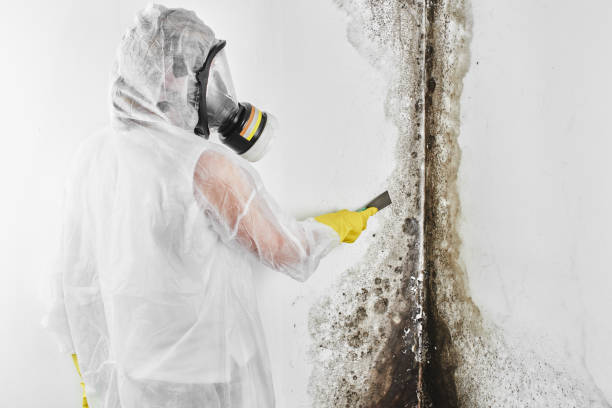 Best Comprehensive Air Testing for Mold Contaminants  in USA